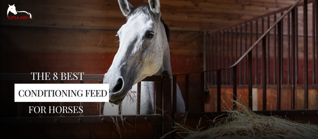 UK horse feeding