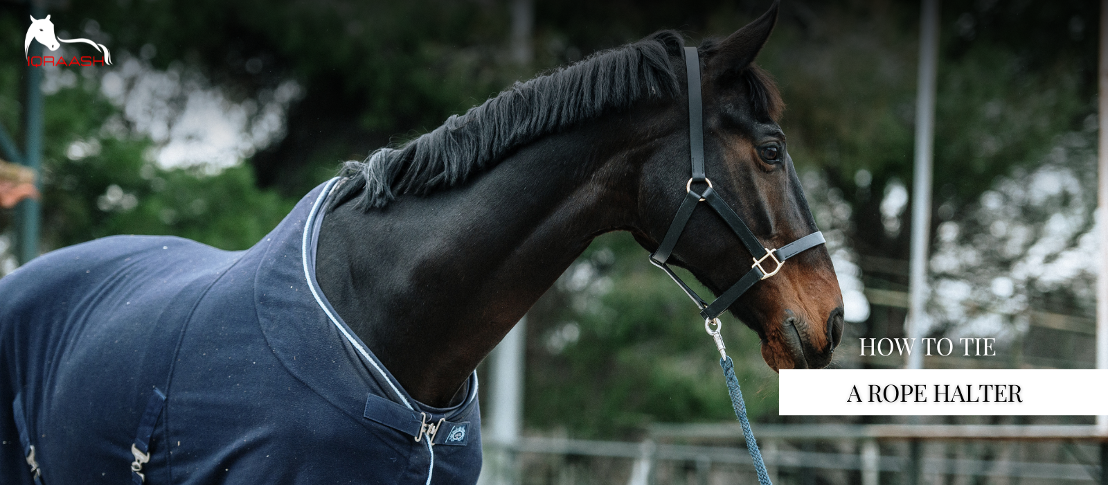 Your Expert Source for Horse Accessories & Rope Halter Tying Guide ...