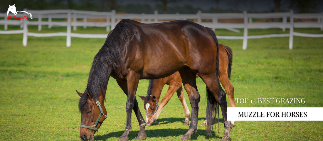 12 best horse usa